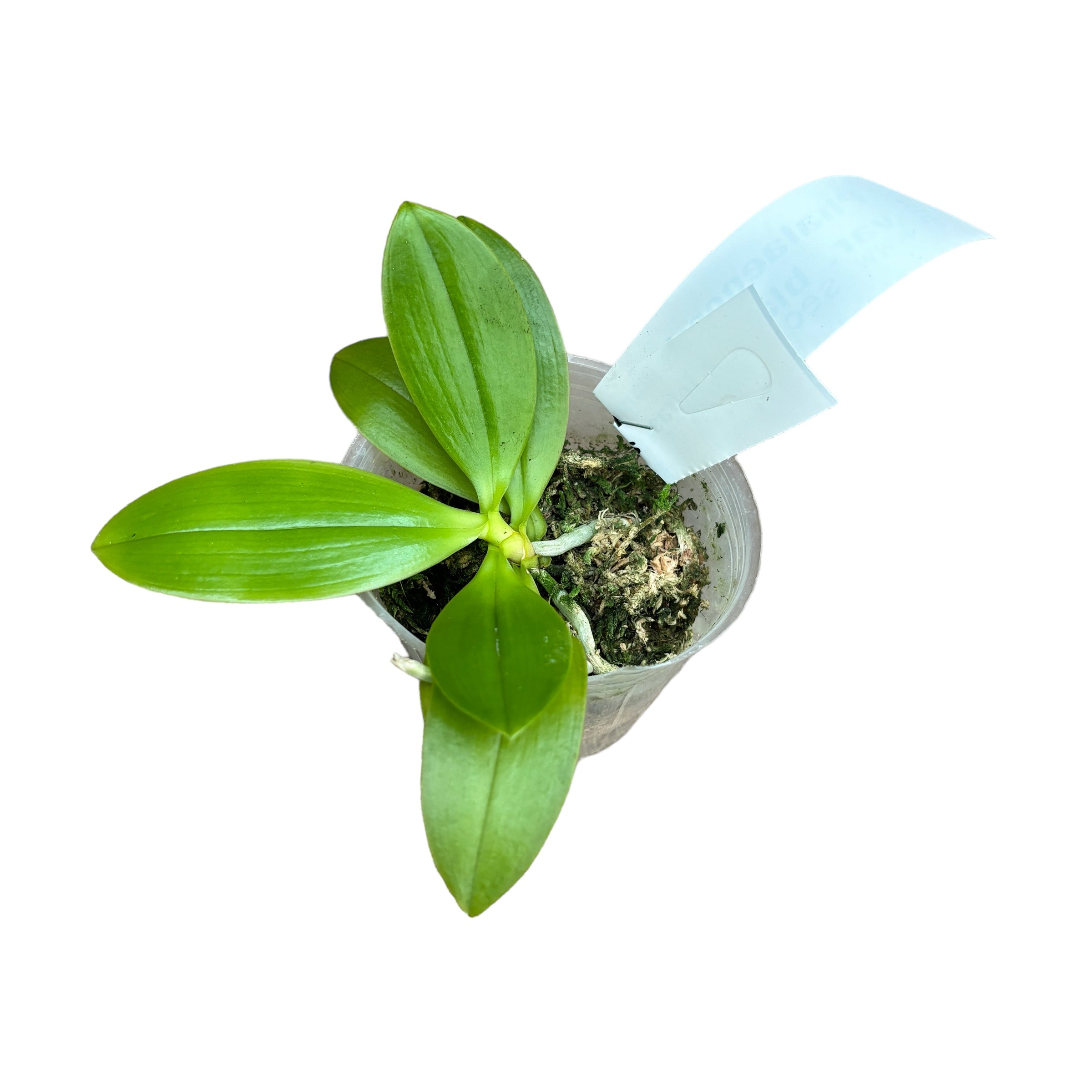 Phalaenopsis mannii var. black × tetraspis - fiori profumati