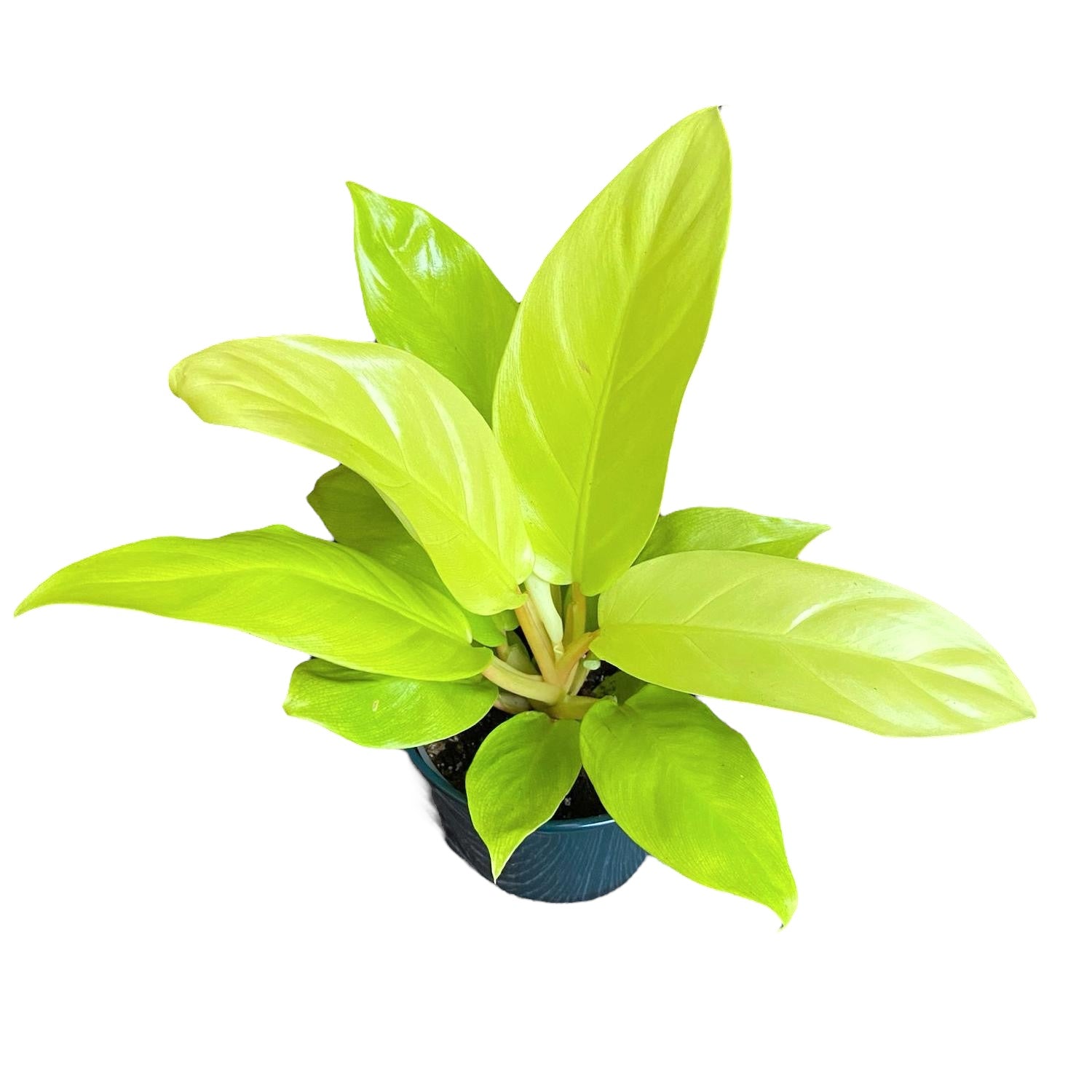 Philodendron Malay Gold - 2 plante/ghiveci