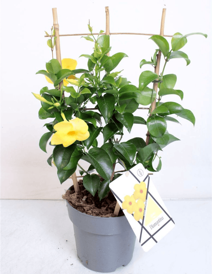 Mandevilla Diamantina Opale Citrine ('Lancalifornia') 