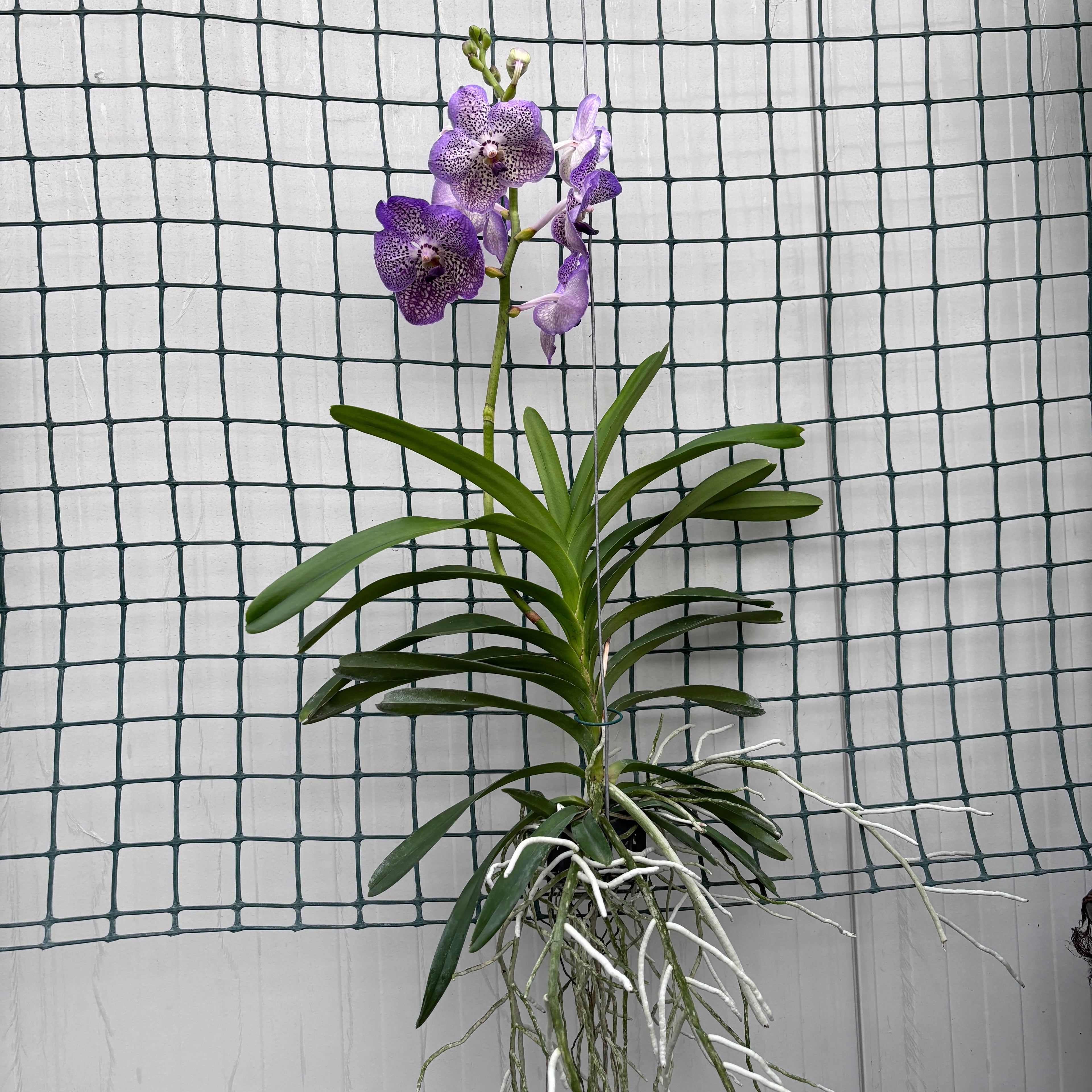 Vanda Moonlight Blue (Ansu)