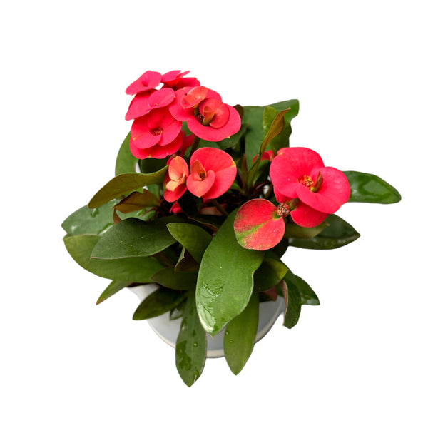 Euphorbia Milii Red * babyplant (Red Crown of Jesus)