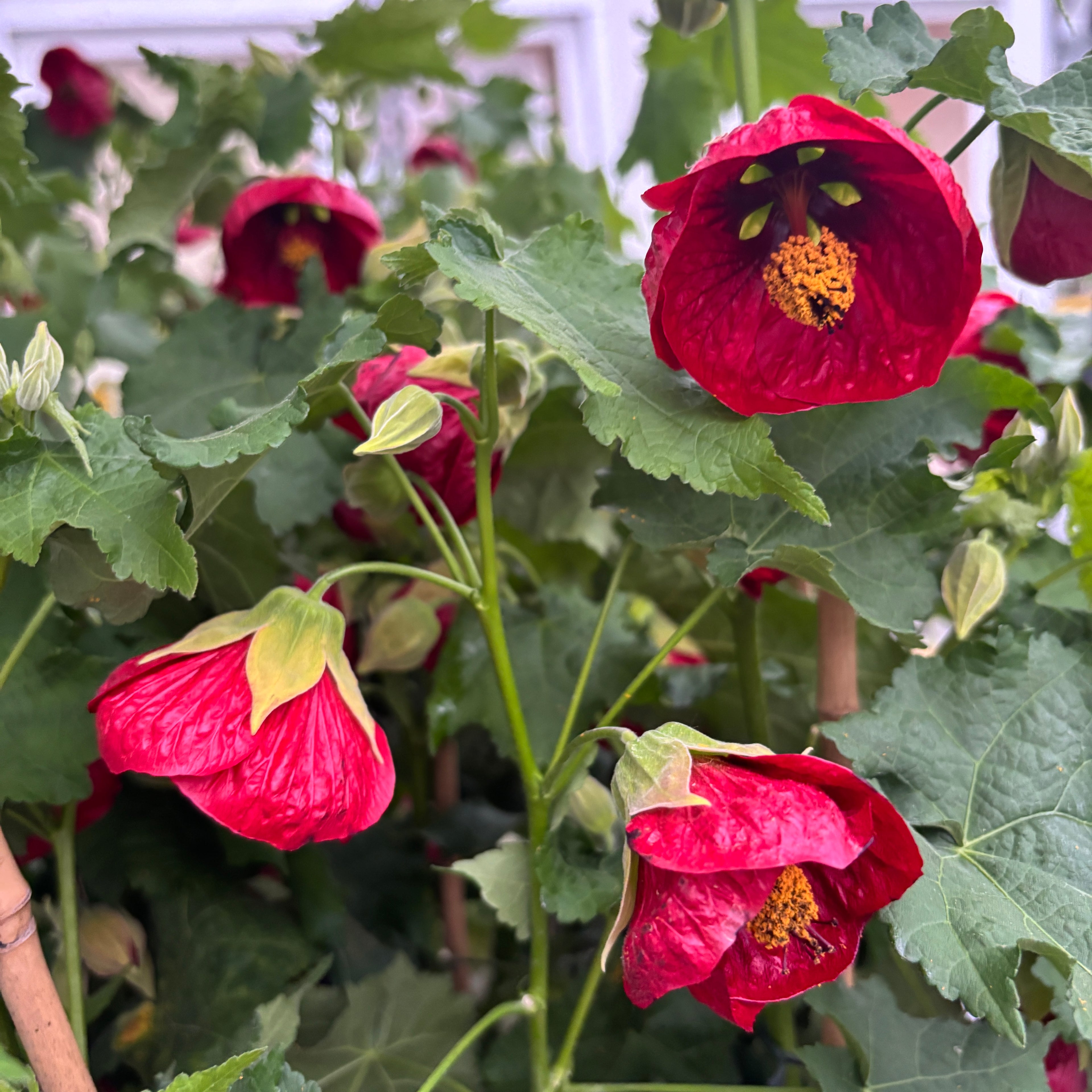 Abutilon 'Red' (Floarea artar rosie)