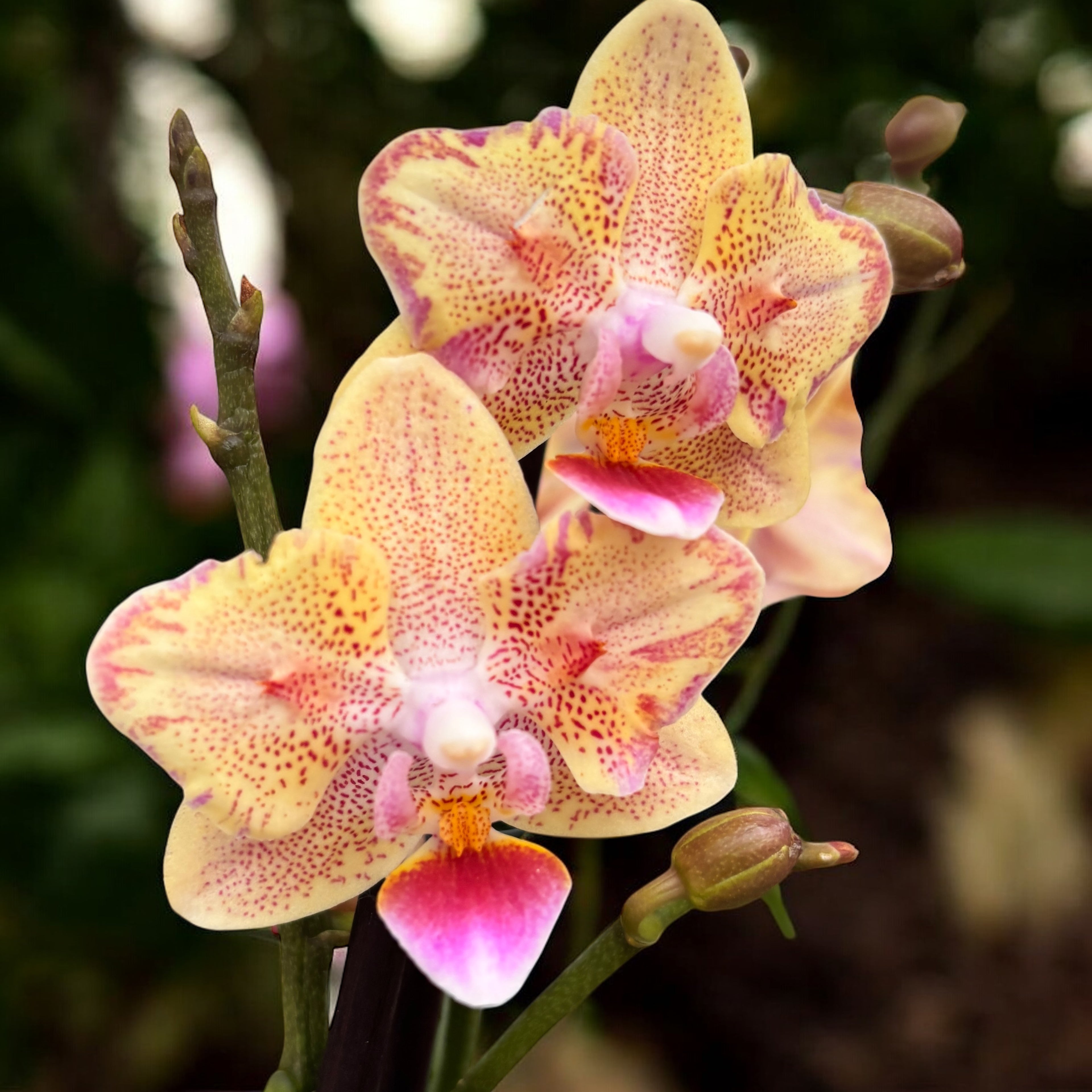 Phalaenopsis Aromio Spicy (farfalla pelorica) - fiori profumati