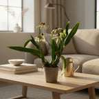 Encyclia (Prostechea) Green Hornet