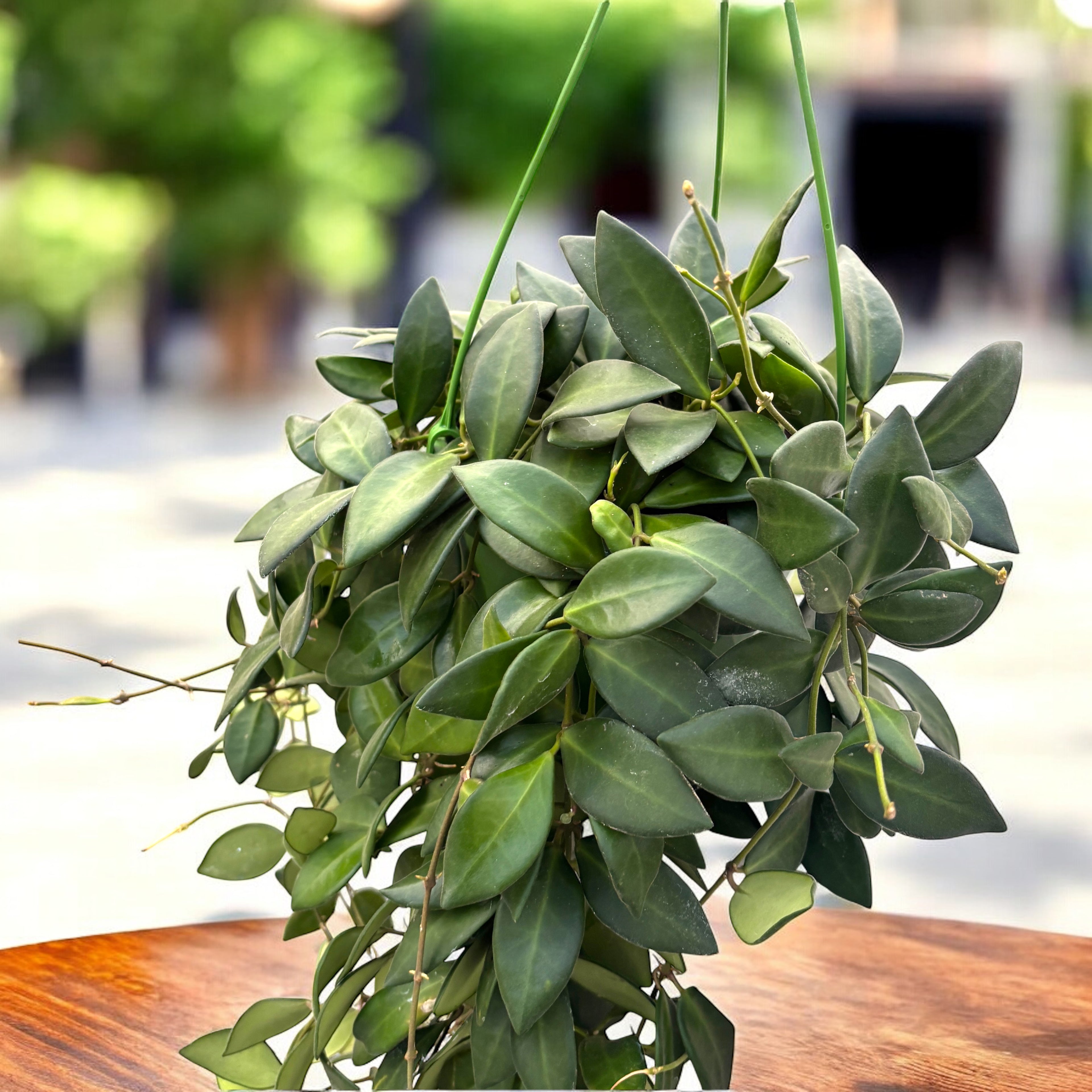 Hoya burtoniae - exemplare dezvoltate