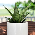Sansevieria ‘Corona Viuda Negra’