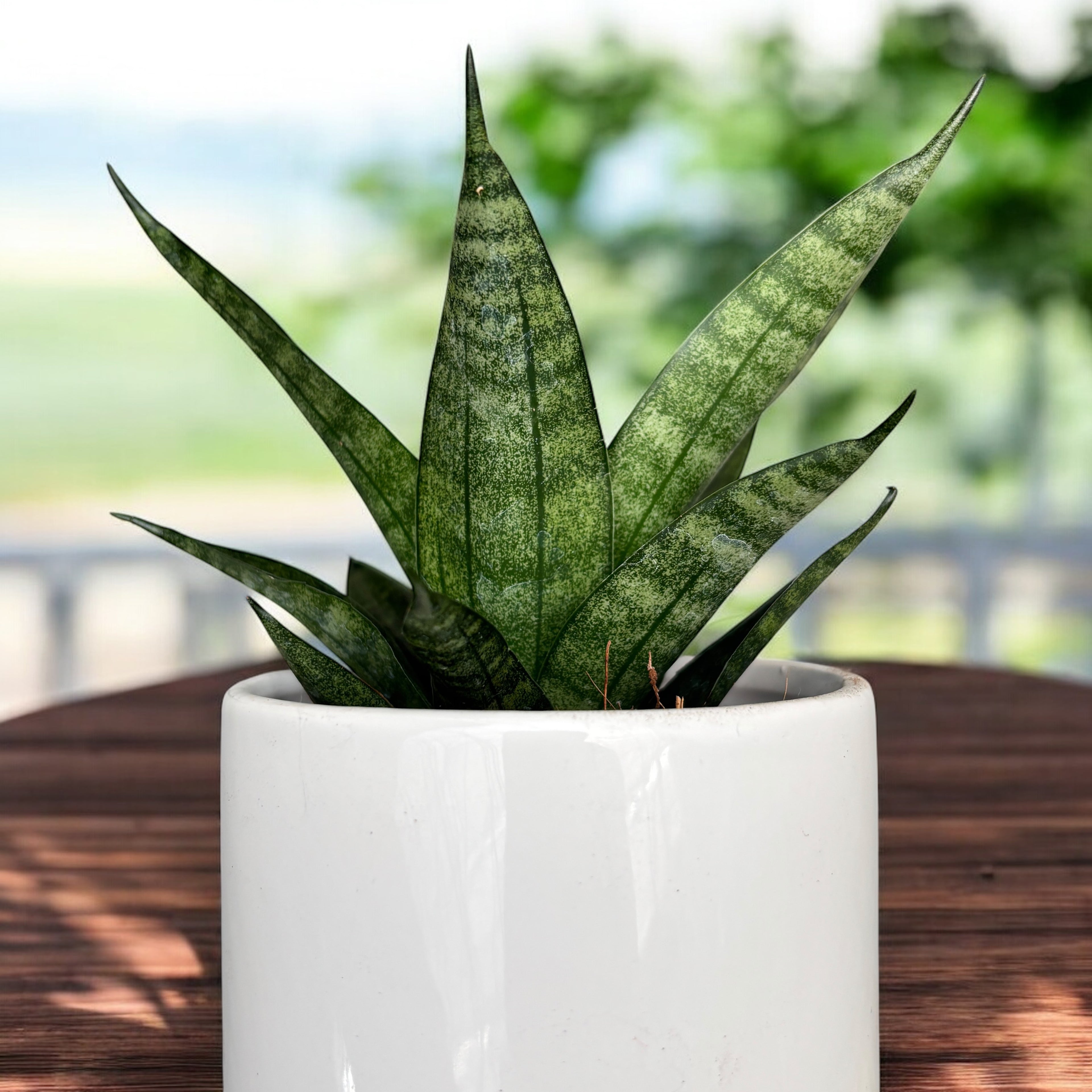 Sansevieria ‘Black Widow Crown’