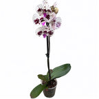 Phalaenopsis ‘Limited #107’ grote lip