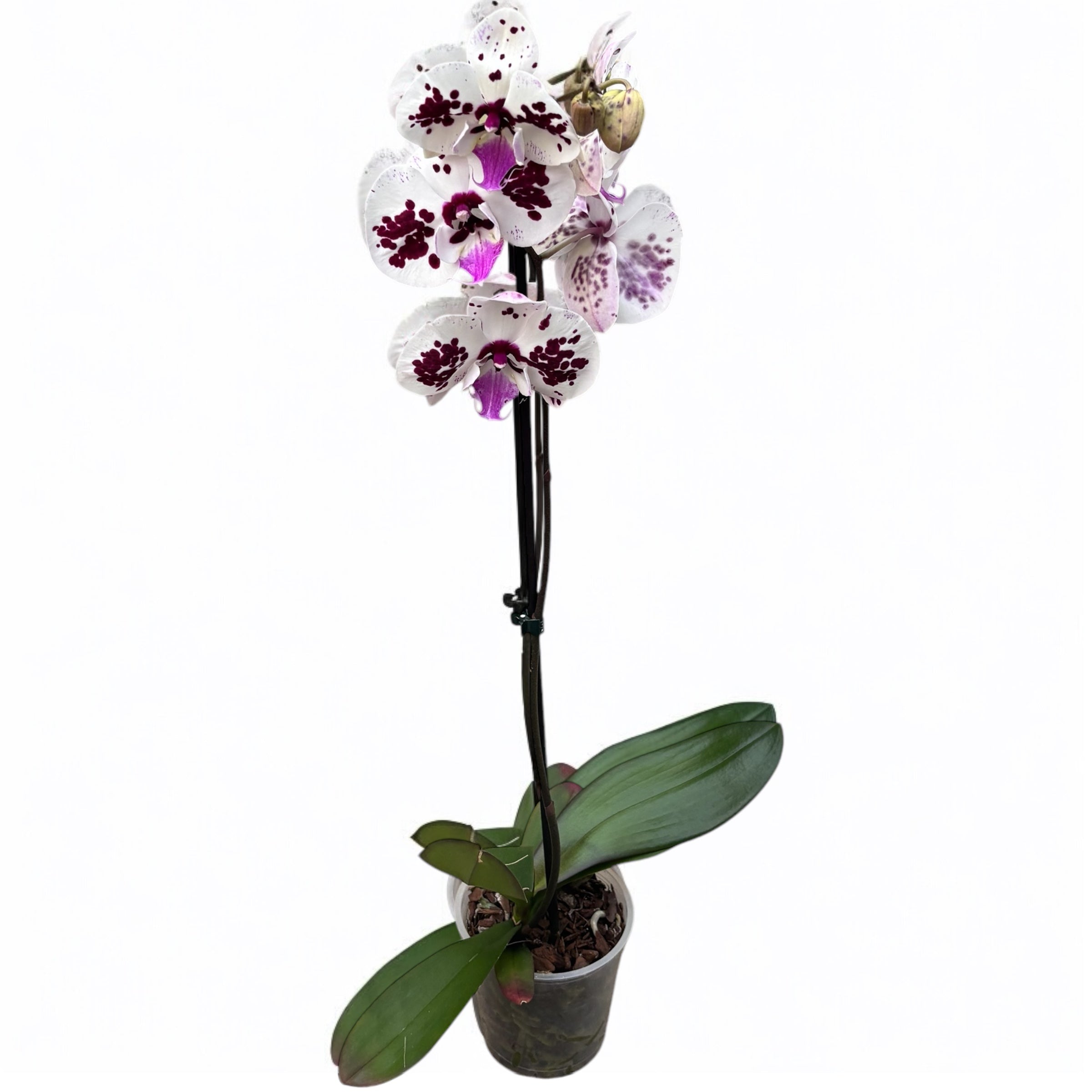Phalaenopsis ‘Limited #107’ grande labbro