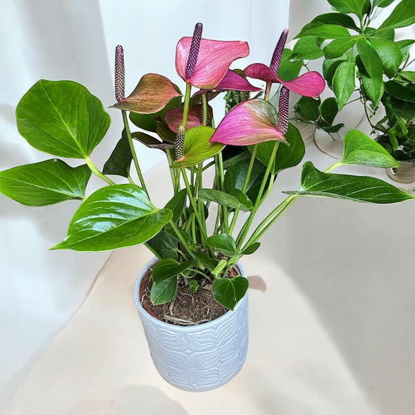 Anthurium Baby Purple