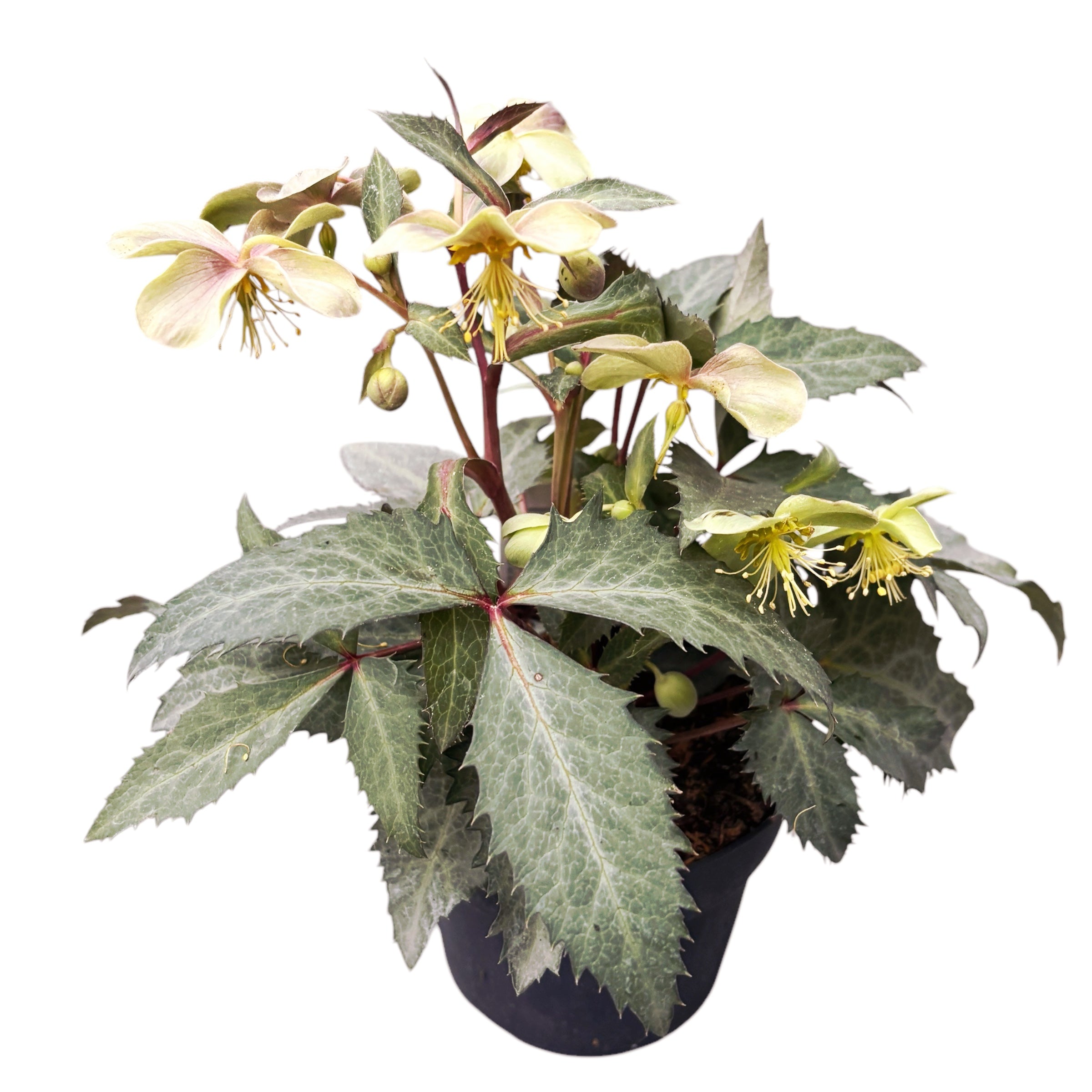 Helleborus sternii ‘Silver Dollar’ (Trandafirul Craciunului, Spanz)