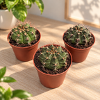 Gymnocalycium damsii D8