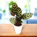 Calathea makoyana – pavja rastlina z osupljivim poslikanim listjem