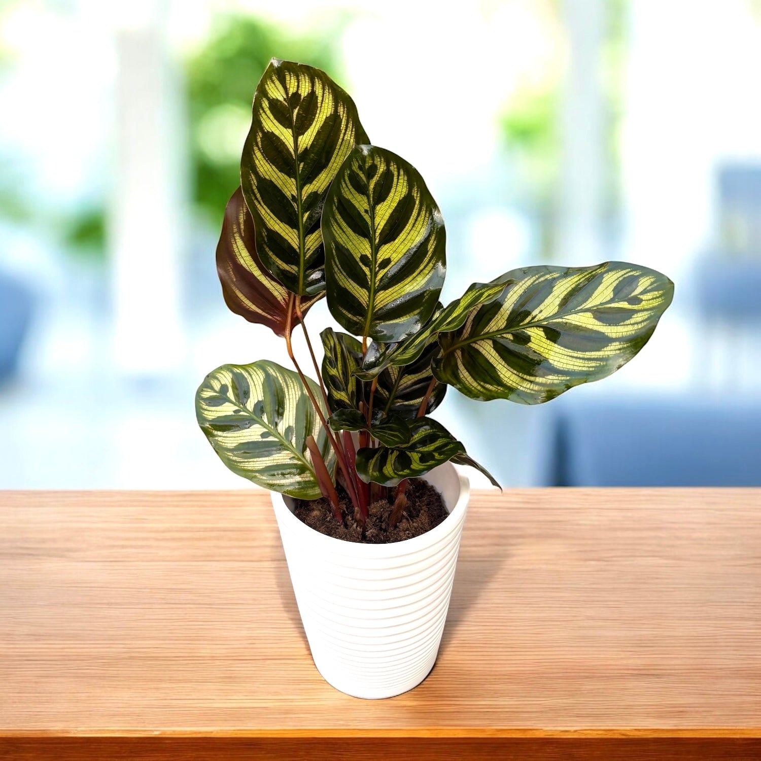 Calathea makoyana – páva növény látványos, festett lombbal