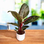 Филодендрон „Пинк Бъркин“ – екзотична зеленина с впечатляващи розови ивици