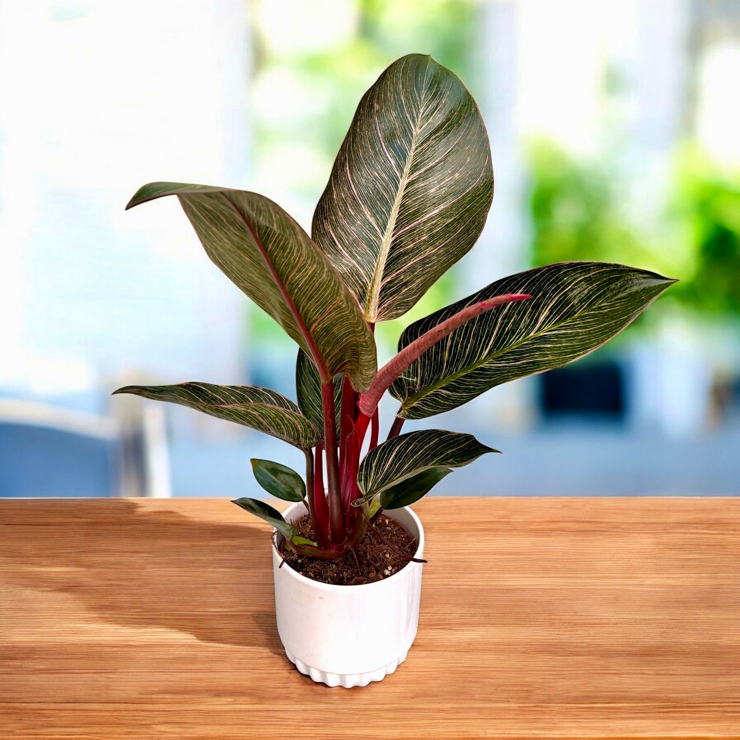 Philodendron ‘Pink Birkin’ – frunzis exotic in dungi roz spectaculoase