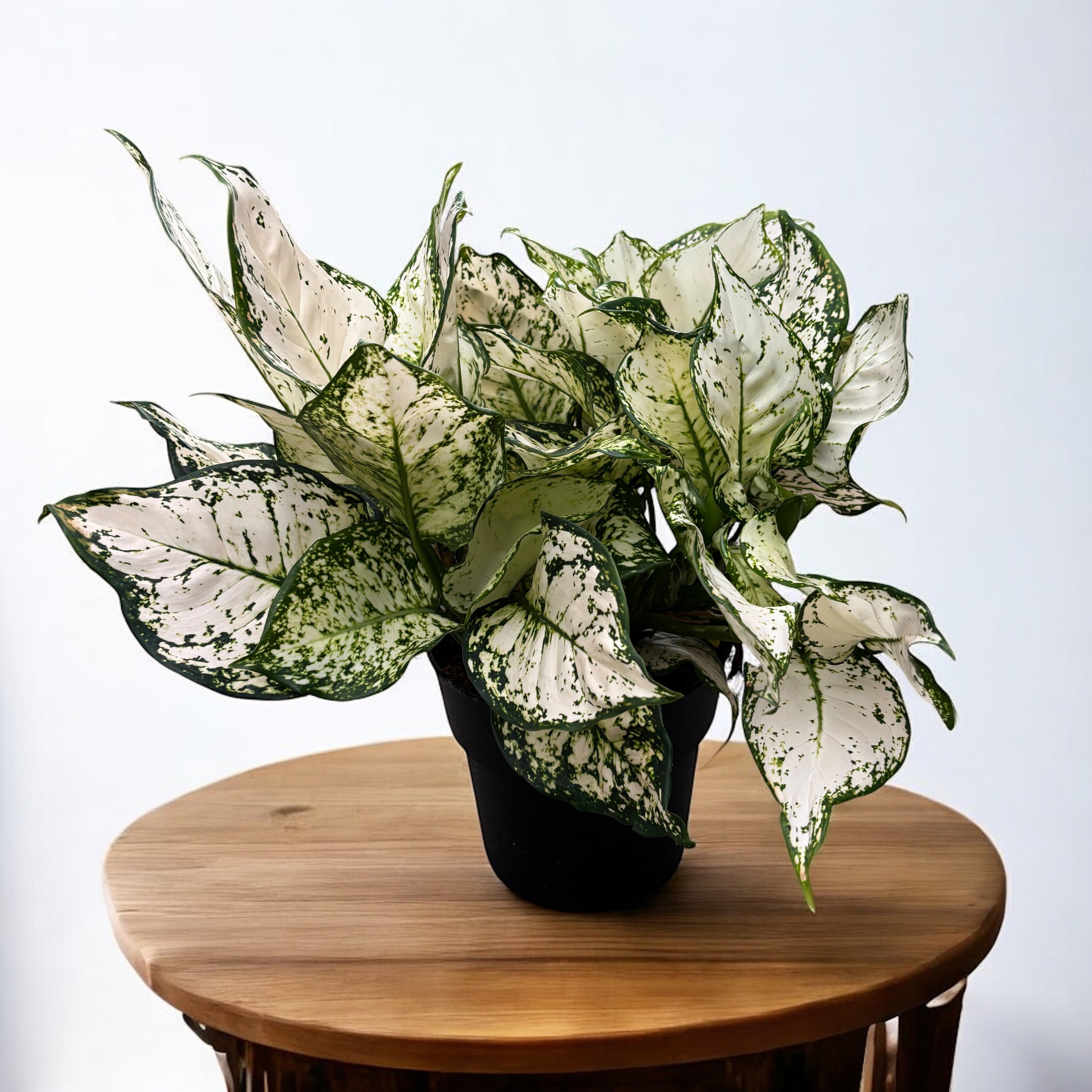 Aglaonema Snow White - exemplare XL