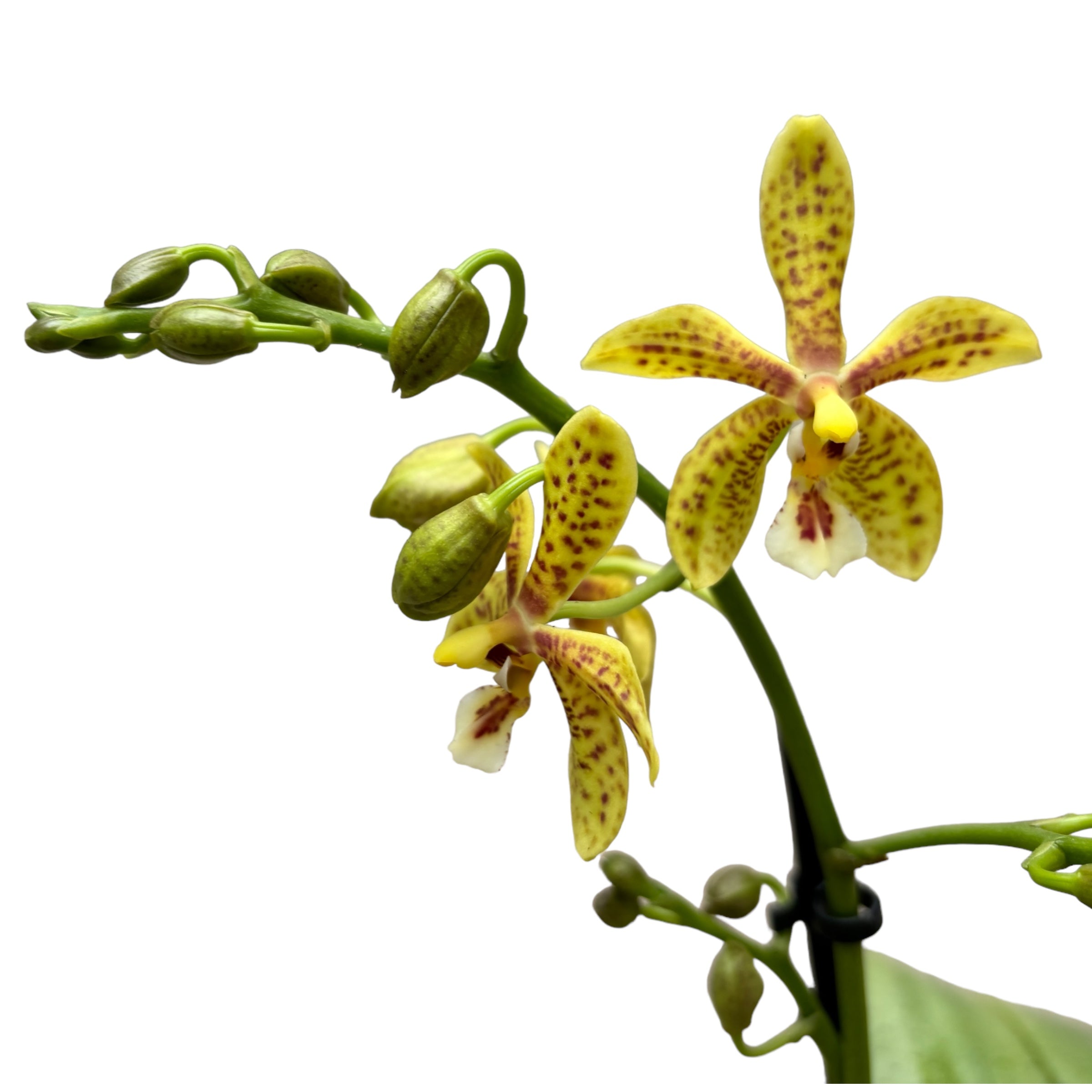 Phalaenopsis Starfish Exotic (silver leaves)