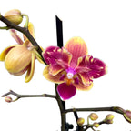 Phalaenopsis Sogo Yellowtris (pelorická) - voňavá