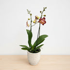 Phalaenopsis Erdbeerkuchen