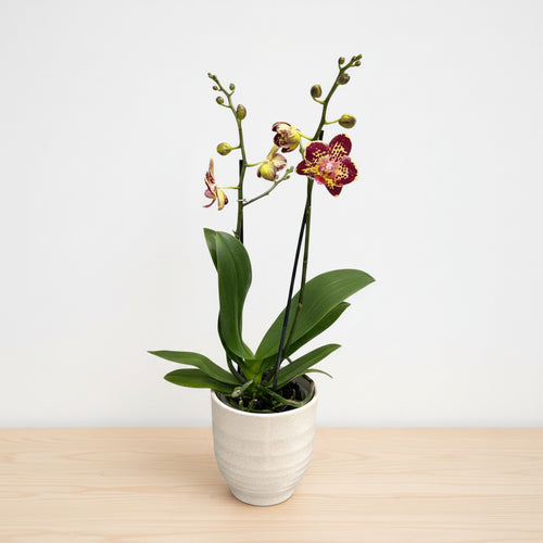 Phalaenopsis Strawberry Cake