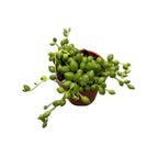 Senecio Herreianus (Erwtplant, Parelsnoer) babyplant