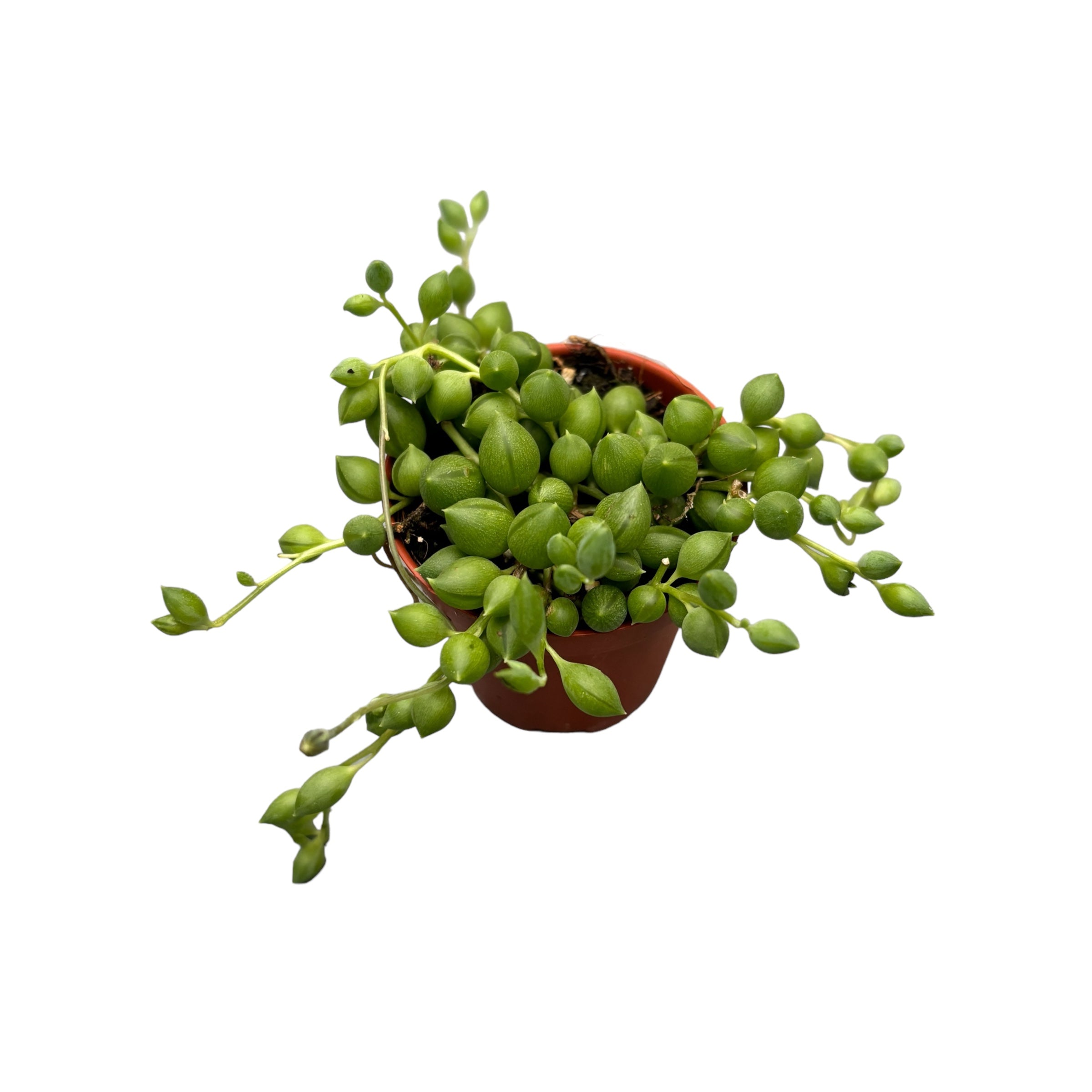 Senecio Herreianus (Planta mazare, Sirag de margele) babyplant