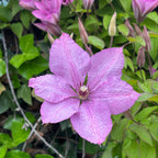 Clematis 'Hagley Hybrid' - Clematis mit XL-Blüten (Späte Großblumige Gruppe)
