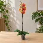 Phalaenopsis Tamara