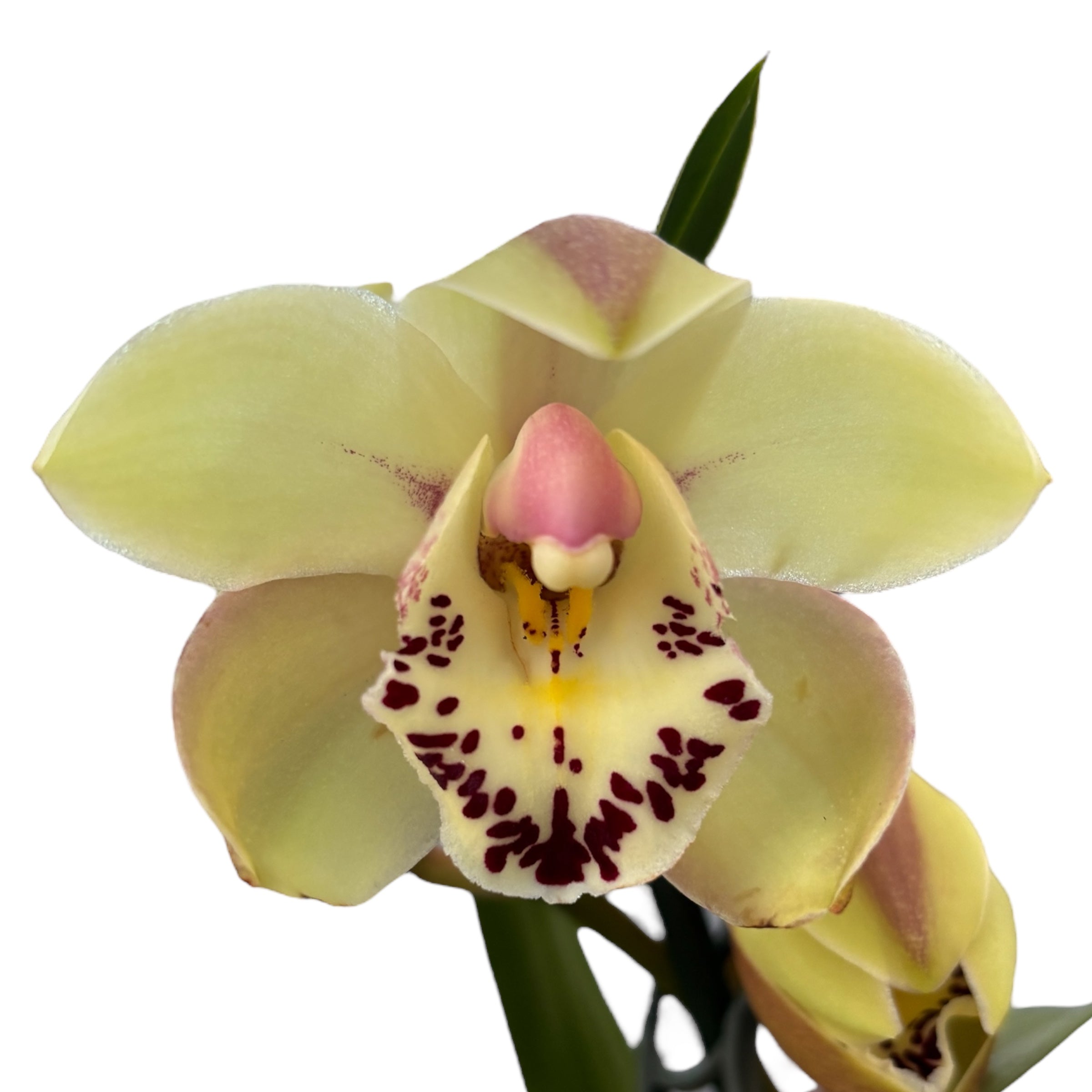 Cymbidium Anna