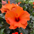 Hibiscus rosa-sinensis ‘Lucca’ (trandafiri japonezi cu flori mari portocalii)