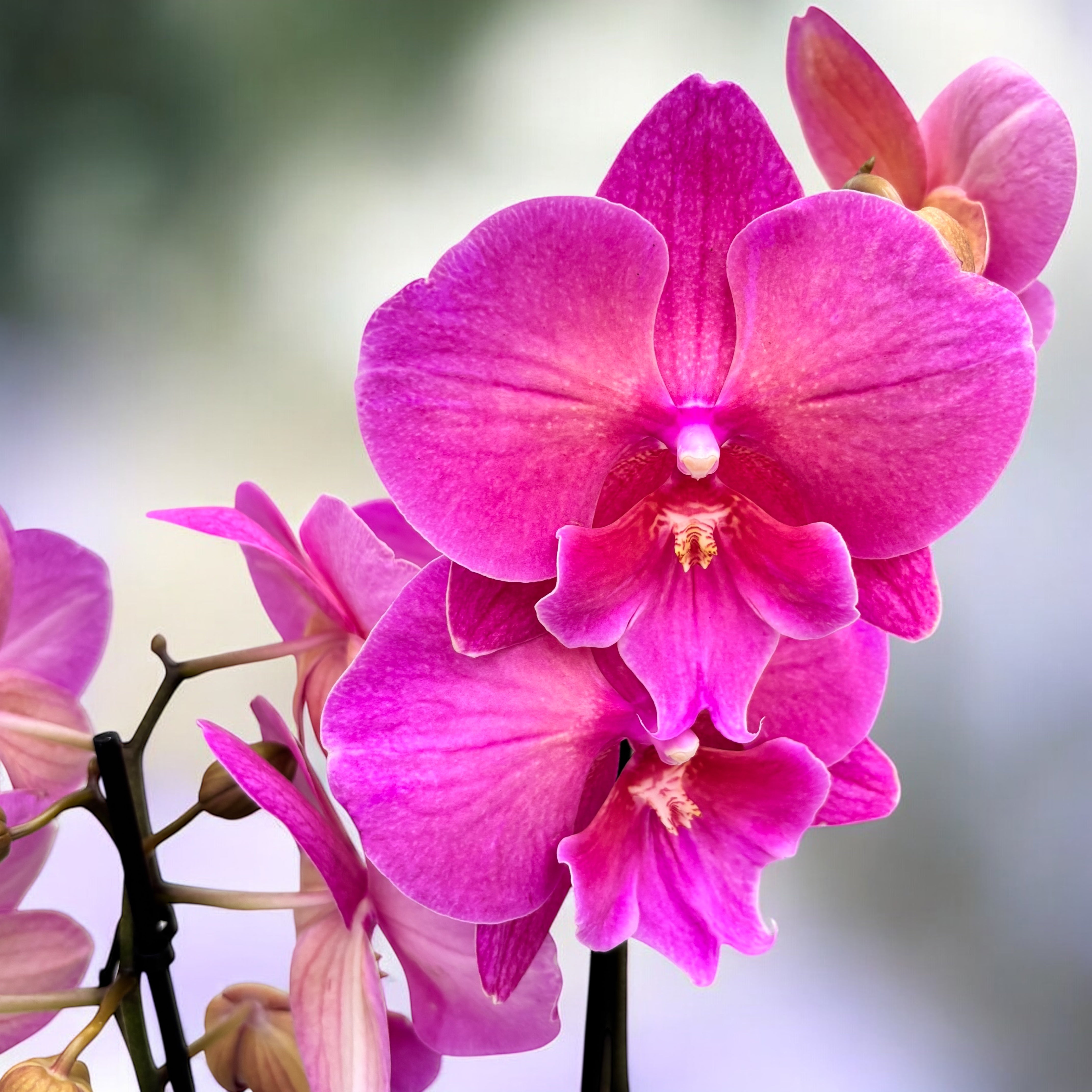 Phalaenopsis Big Lip Pink – Secret Garden Plant Shop