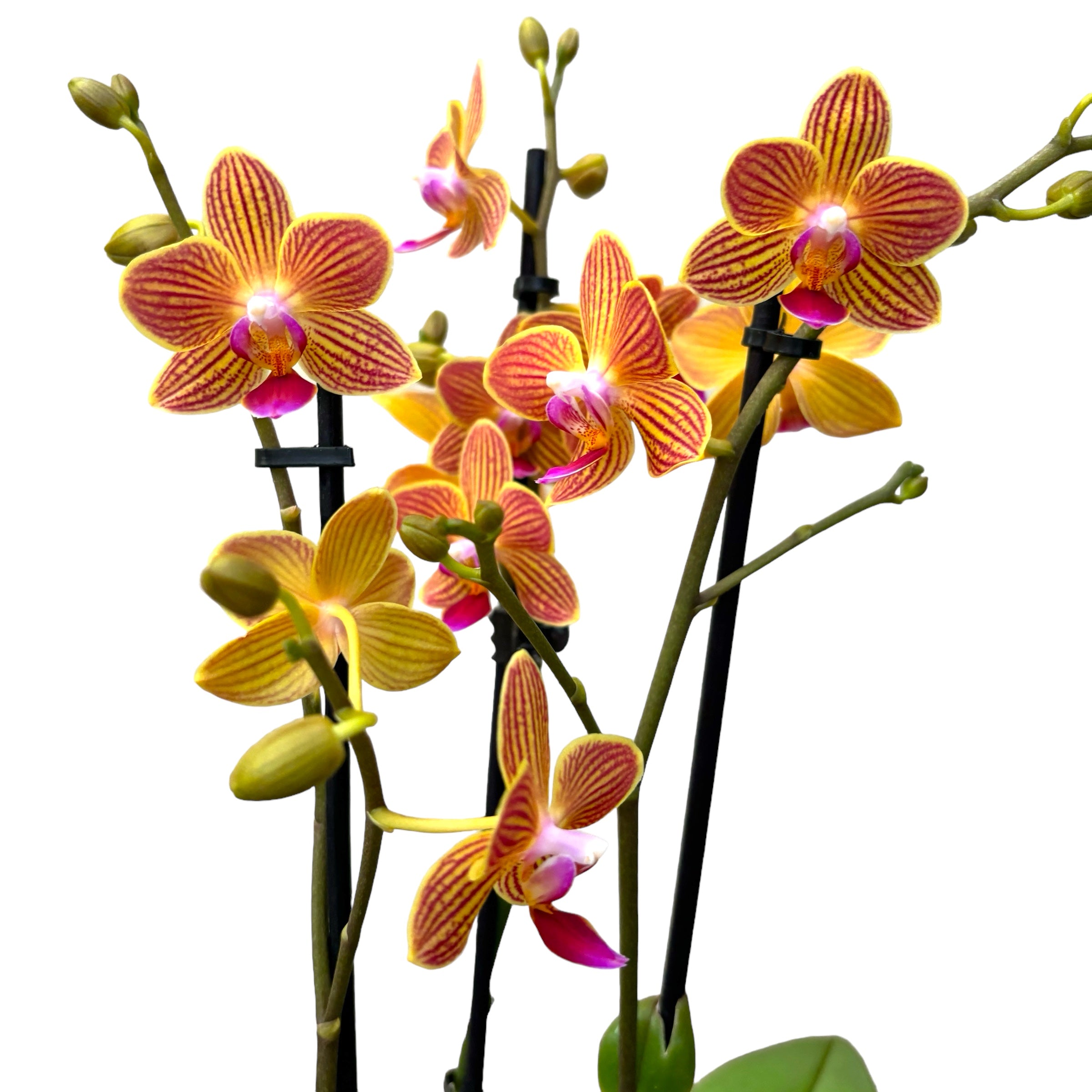 Phalaenopsis Chingruey's Goldstaff 'Fortune' - fragrant