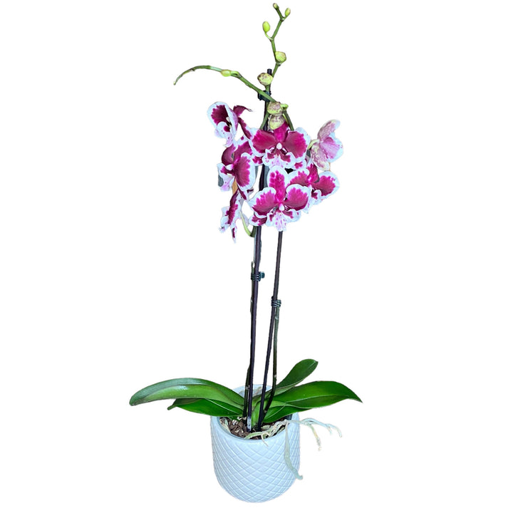 Phalaenopsis 'Untold Stories' big lip