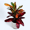 Croton Codiaeum variegatum ‘Batik’ - planta exotica cu frunze decorative colorate