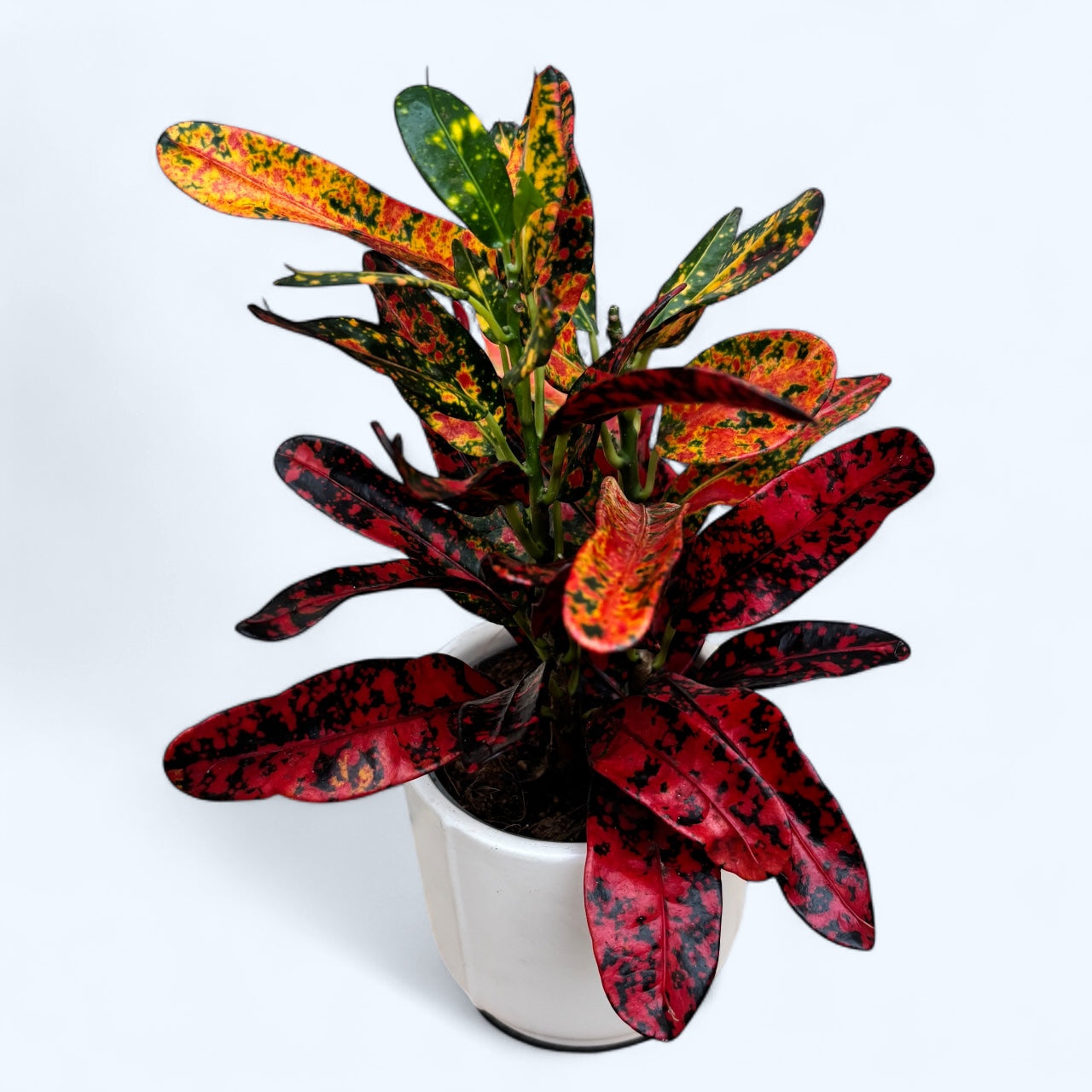 Croton Codiaeum variegatum ‘Batik’ - planta exotica cu frunze decorative colorate