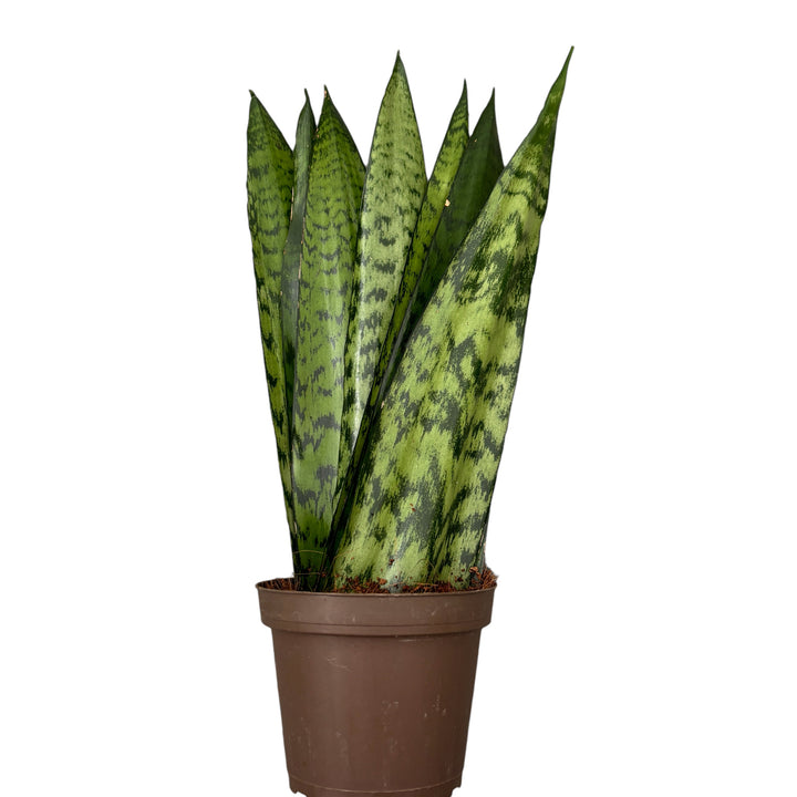 Sansevieria zeylanica Fan (forma de evantai)