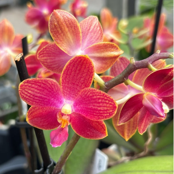 Phalaenopsis Target - fragrant flowers