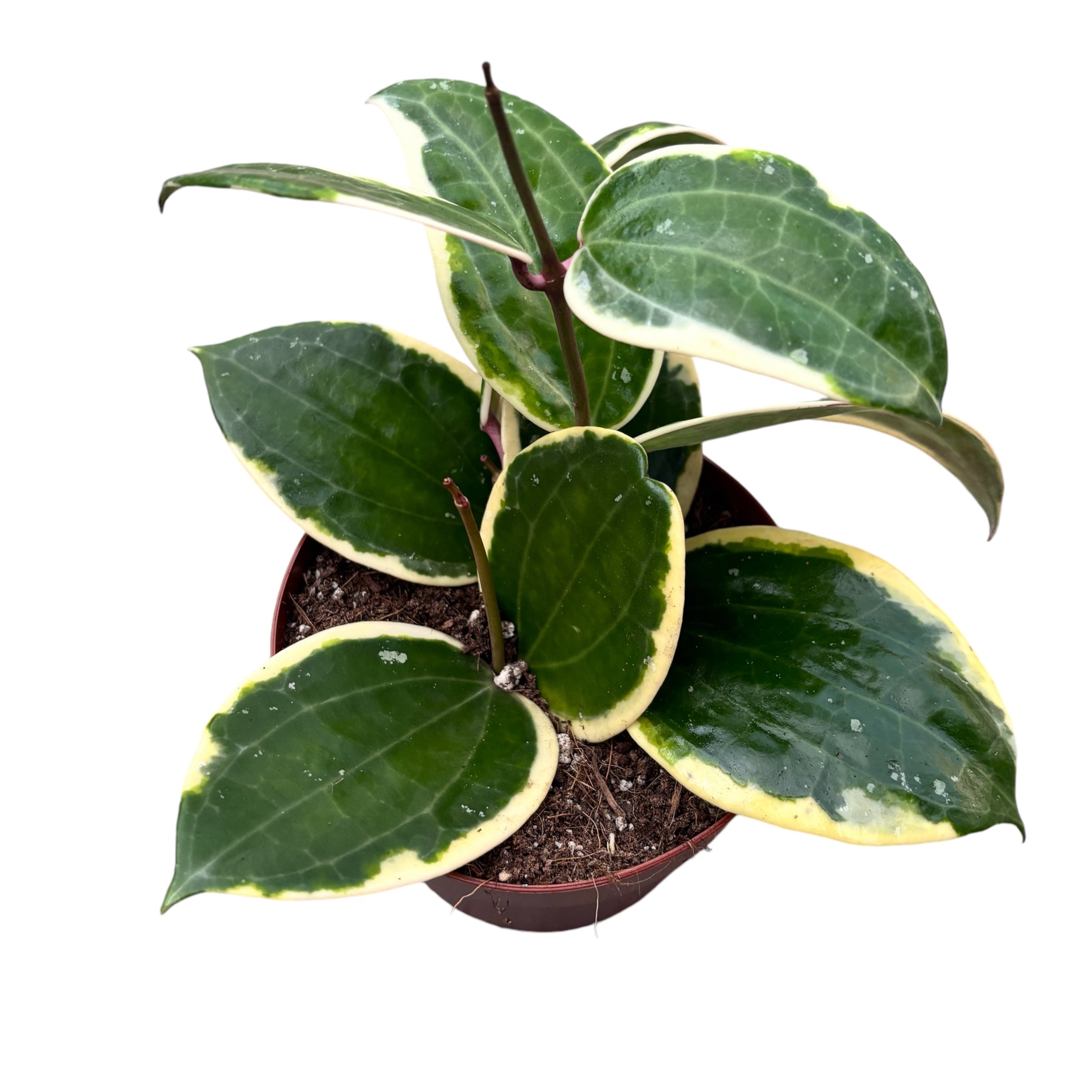 Hoya latifolia 'Albomarginata' (round leaf) D12