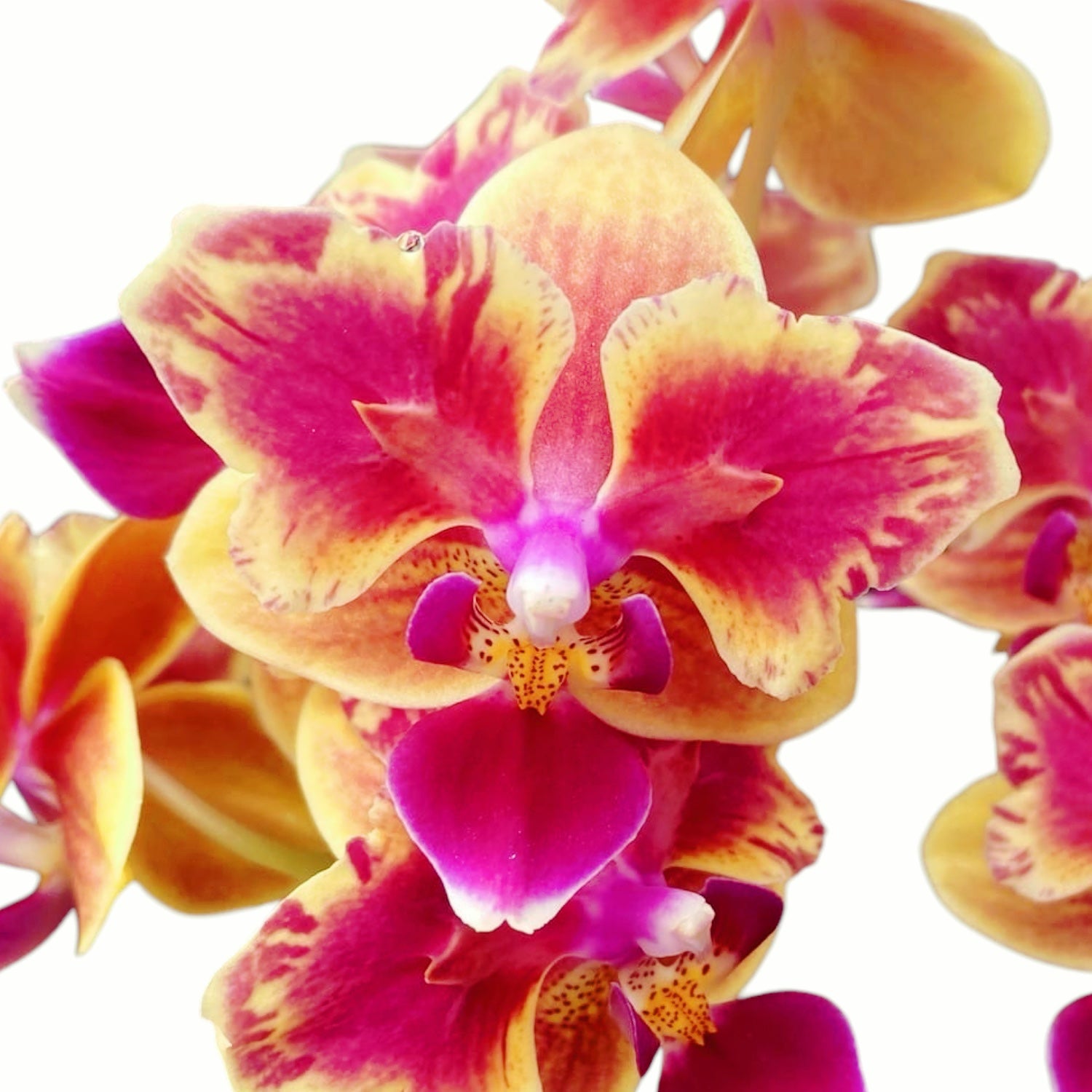 Phalaenopsis Sogo Yellowtris (peloric)