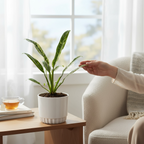 Rhaphidophora puberula 'Variegata'