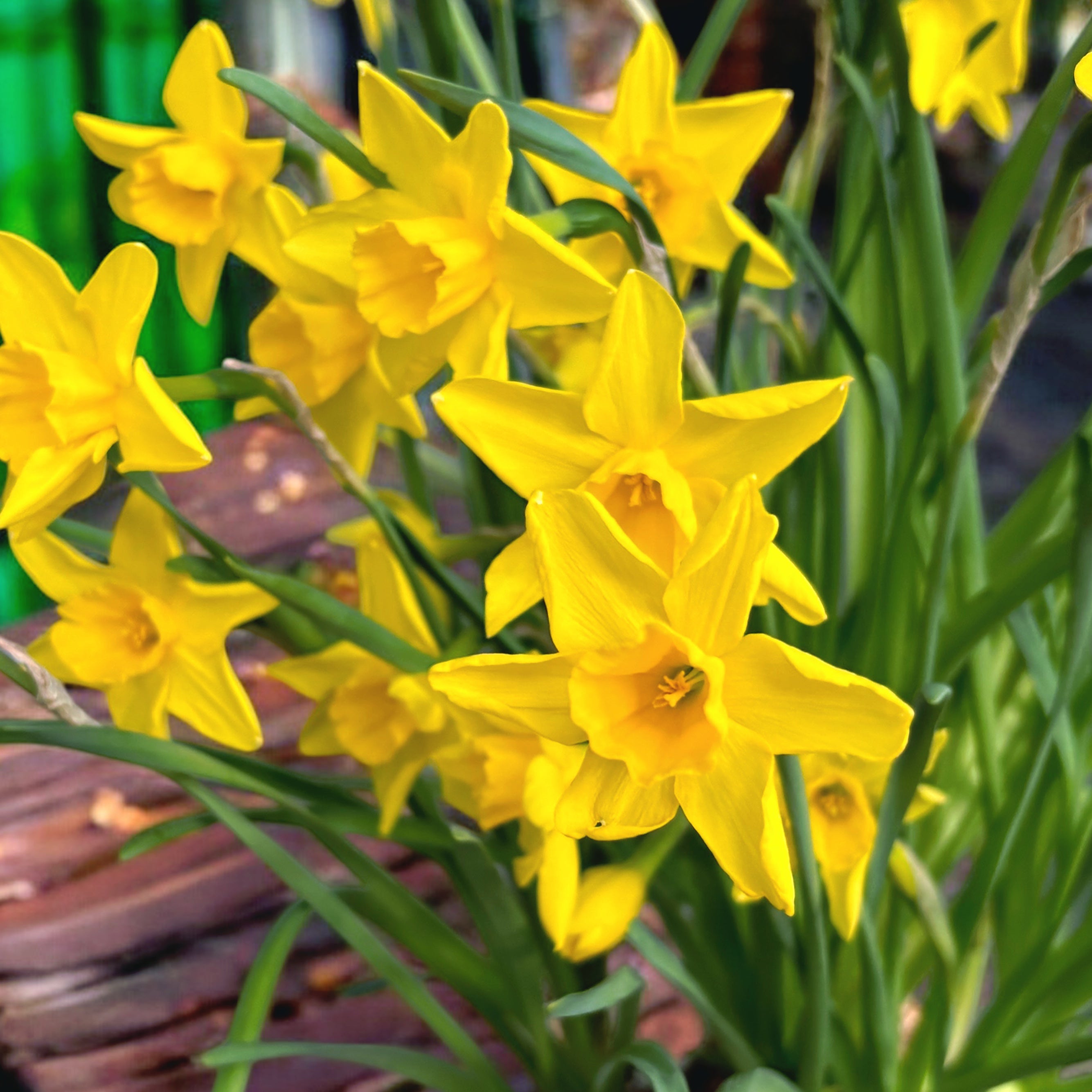 Narcise galbene cu flori mari  - Narcissus ‘Early Sensation’