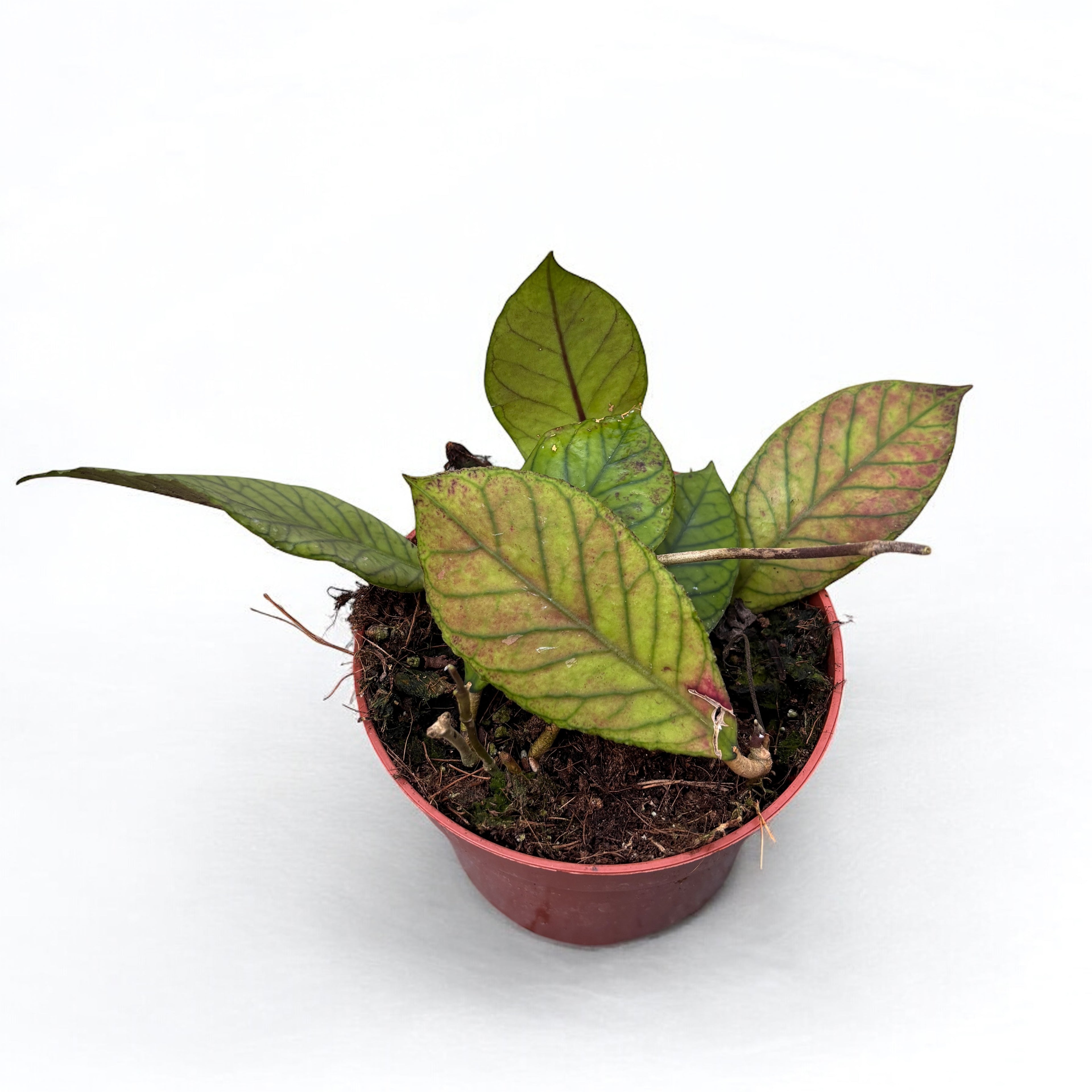 Hoya sp. Sabah (EPC-691)