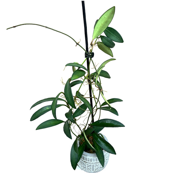 Hoya anncajanoae – entwickelte Exemplare