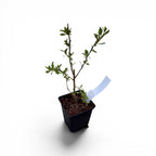 Lycium barbarum ‘New Big’ - goji cu fructe mari, dulci si foarte productive