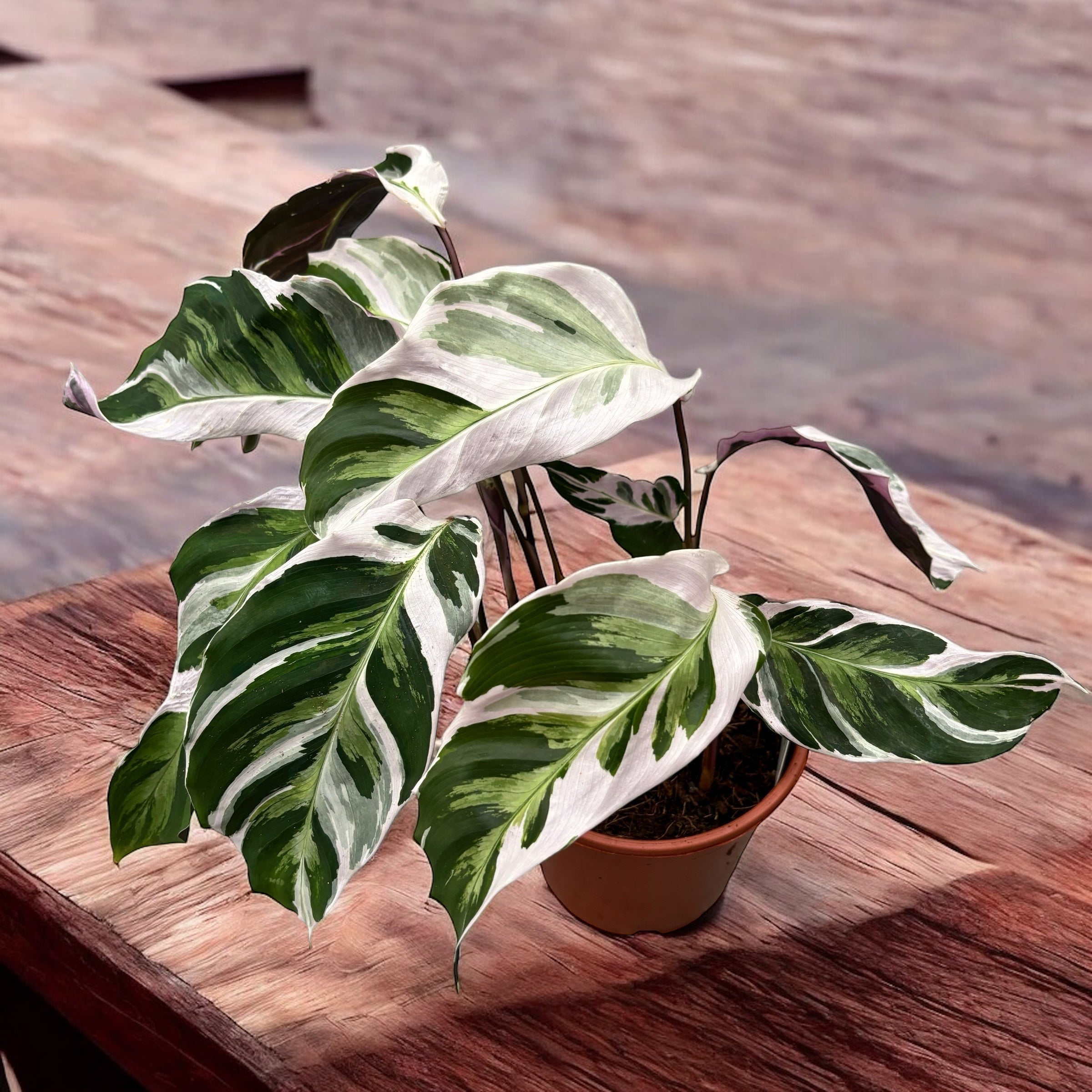 Calathea 'White Fusion'