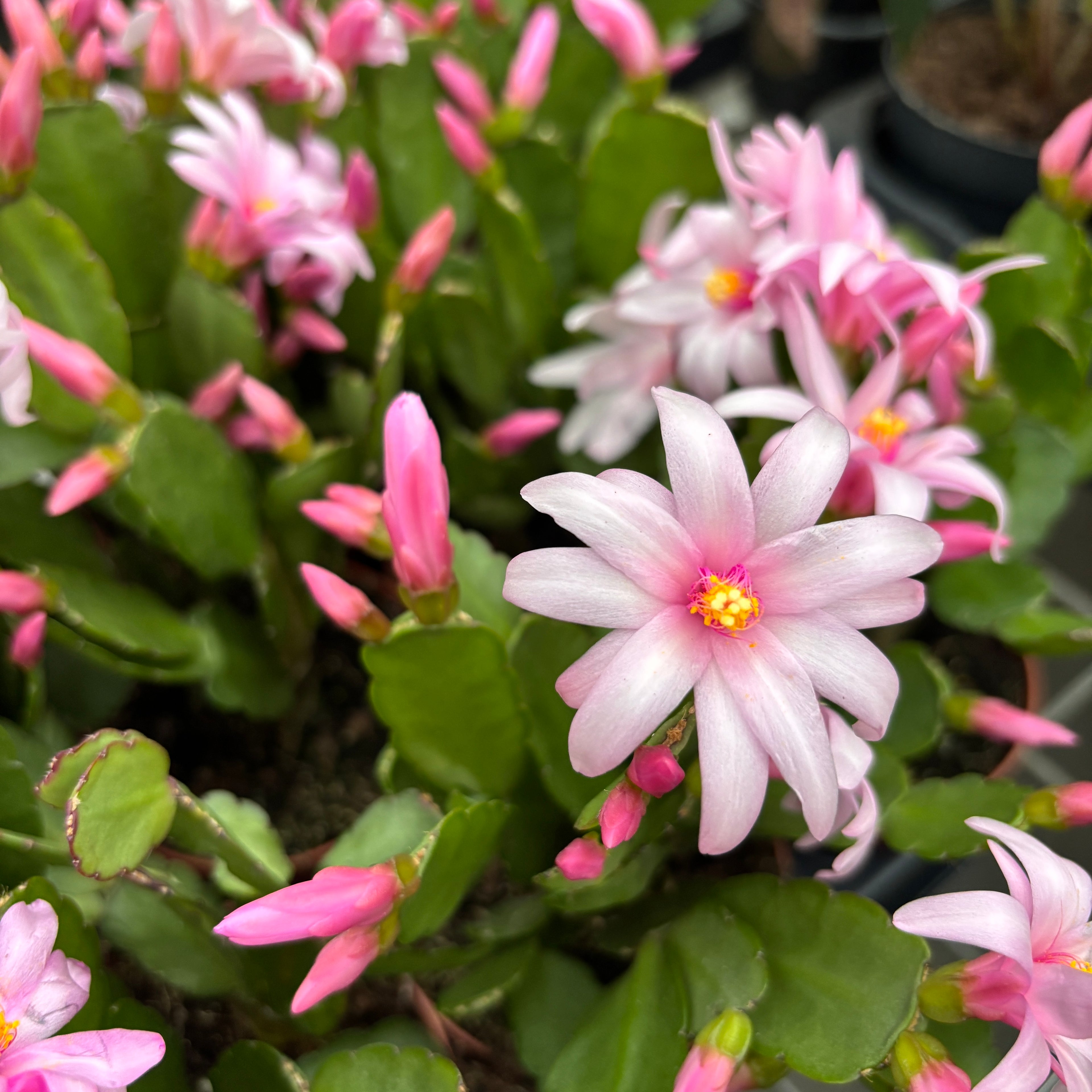 Rhipsalidopsis ‘Pawnee Spirit’ (floarea pastelui) 2pp