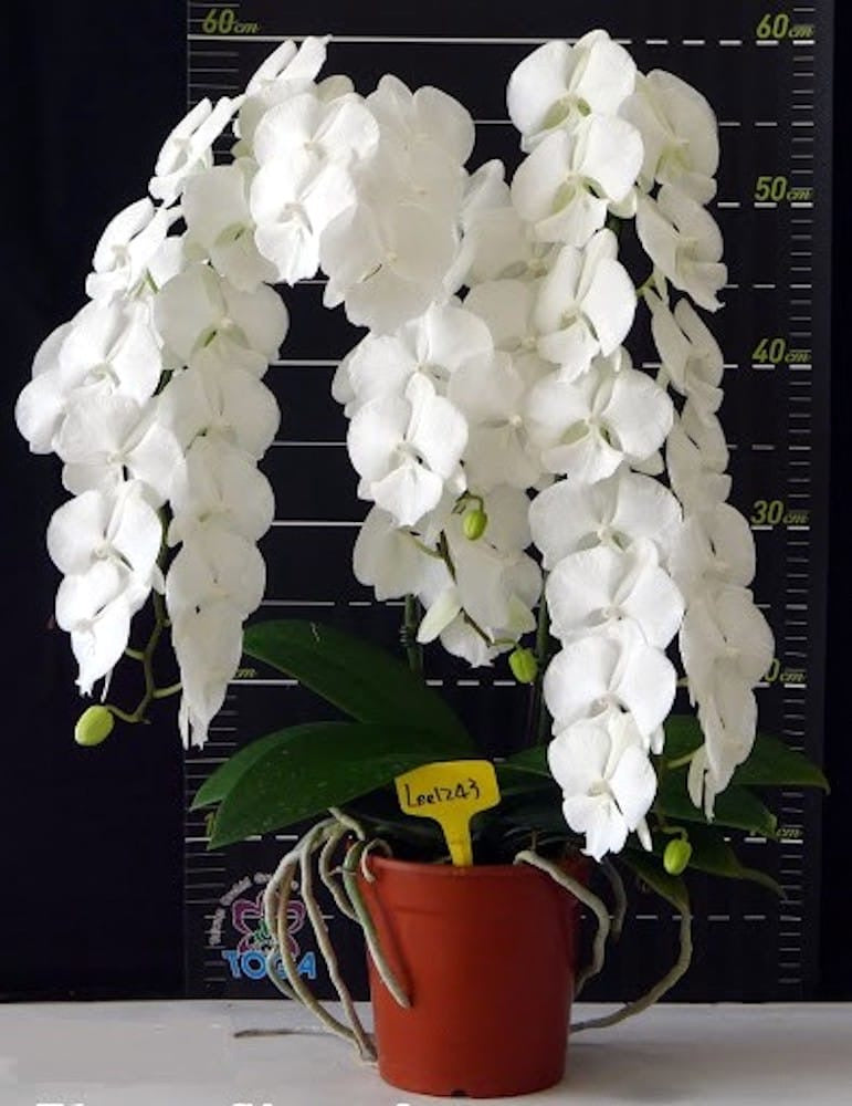 Phalaenopsis Charming Crystal Water veľké pysky