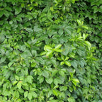 Parthenocissus inserta (cataratoare)