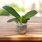 Phalaenopsis I-Hsin Pixie Reds '225' (peloric)